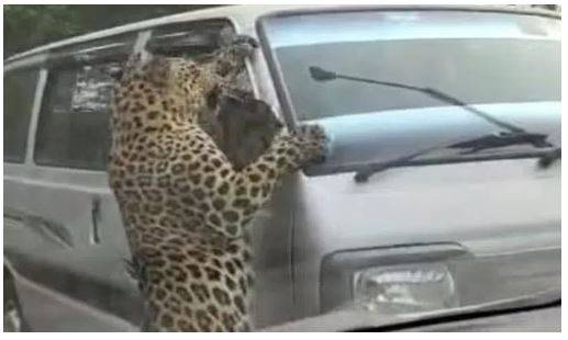 అస్సాంలోని నివాసాలపై చిరుతలు దాడి చేశాయి. 13 మంది గాయపడ్డారు