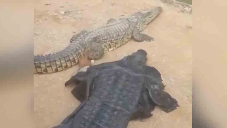 మొసలిలా నటిస్తూ అసలు మొసలిని ఆటపట్టిస్తున్న వ్యక్తి… తర్వాత ఏం జరిగింది?