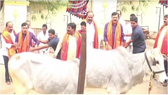 బీజేపీ నేతను ఆవు తన్నింది