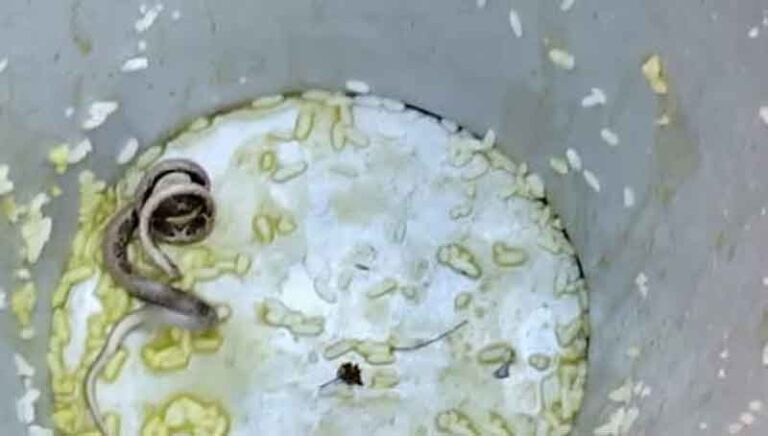 మధ్యాహ్న భోజనంలో పాము తిని 30 మంది విద్యార్థులు అస్వస్థతకు గురయ్యారు