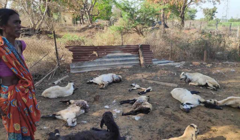 Nine sheep killed in Jagtial’s stray dog attack