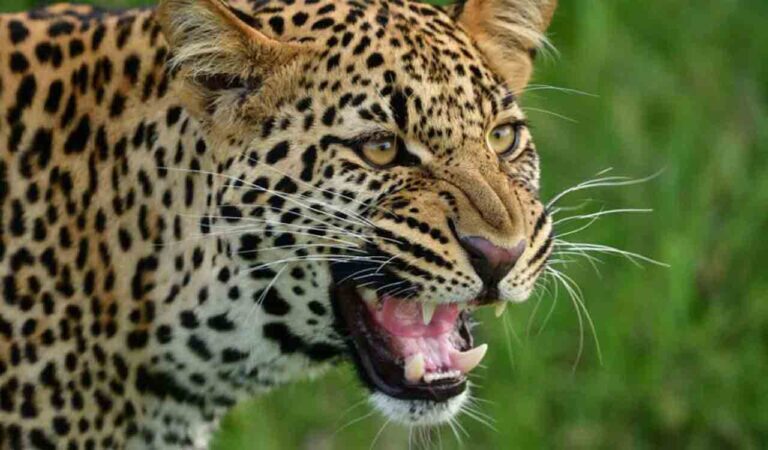 Leopard panic: Medak Forest officials ask villagers to stay indoors at night