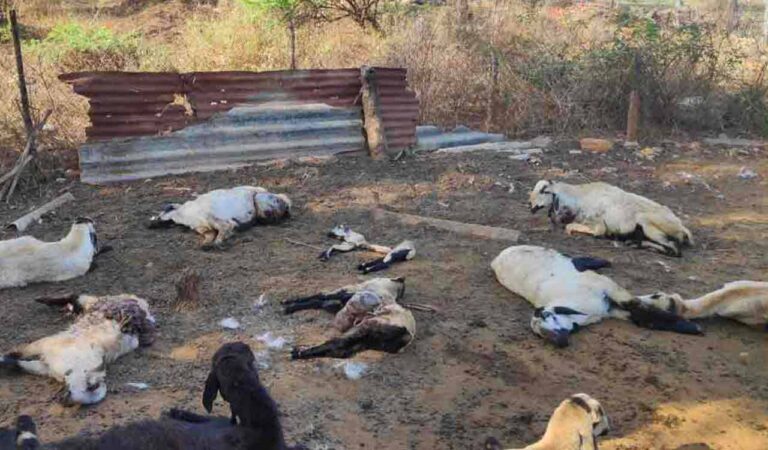 Telangana: 20 sheep killed in Nirmal’s stray dog attack