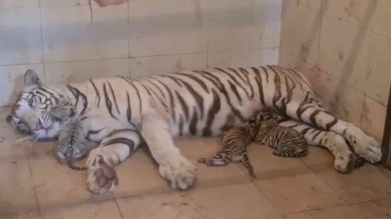 నమస్తే తెలంగాణ గ్వాలియర్ జూలో తెల్లపులి మూడు పిల్లలకు జన్మనిచ్చింది