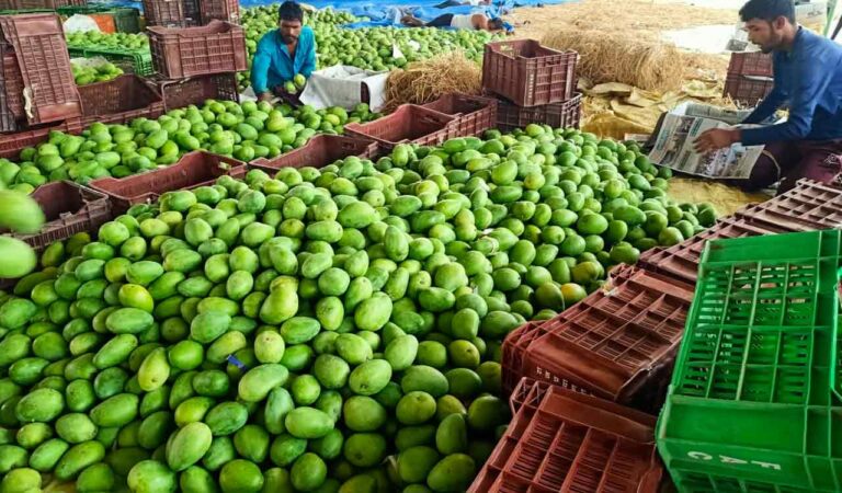 Telangana: Mango trade flat in Jagtial market