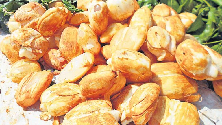 ఐస్డ్ యాపిల్ |ఐస్డ్ యాపిల్ విటమిన్లను అందిస్తుంది.. తాటి ఆకుతో యాంటీ ఇన్ఫ్లమేషన్ – నమస్తే తెలంగాణ