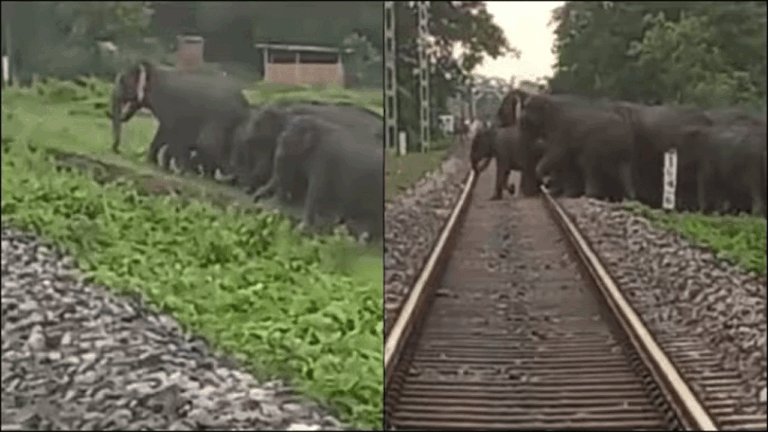 వైరల్ వీడియో | రైల్వే ట్రాక్లను దాటుతున్న ఏనుగుల వినూత్న ఏర్పాటు – నమస్తే తెలంగాణ