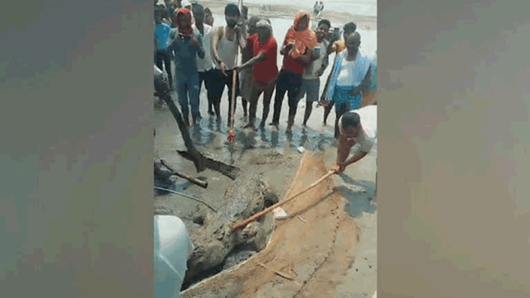 నమస్తే తెలంగాణ అనే బాలుడిని మింగిన స్థానికులు మొసలిని కొట్టి చంపారు