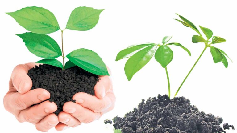 స్థిరం.. పచ్చ!