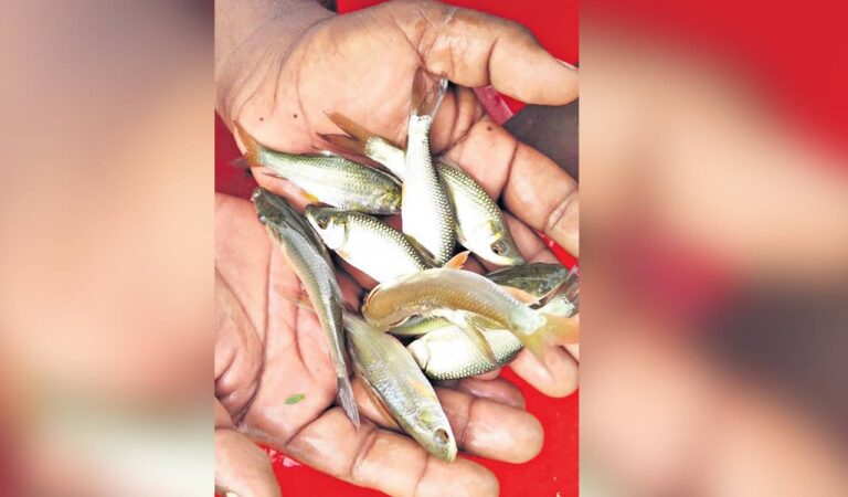 Warangal district ready to release Rs 1.94 crore fish fingerlings
