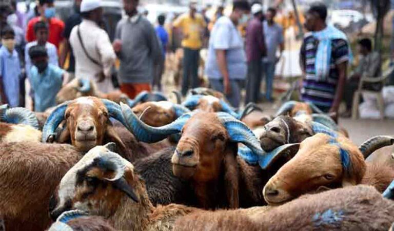 This Bakrid, some Hyderabadi are outsourcing qurbani