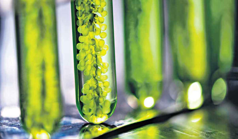 Plants Can Detect Touch, Study Shows