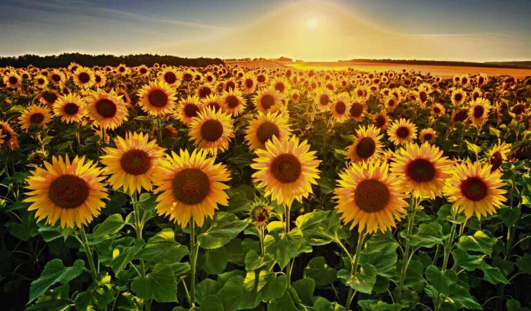 Opinion: Don’t Let the Sunflowers Wither