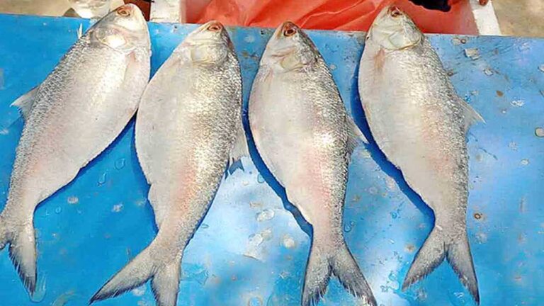 Pulasa Fish |పులస చేప.. ఖరీదు.. చేప ధర ఎంతో తెలుసా? -నమస్తే తెలంగాణ