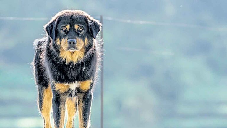 భార్యలకే కాదు కుక్కలకు కూడా భరణం రావాలి. ముంబై కోర్టు భర్త నమస్తే తెలంగాణకు శిక్ష విధించింది