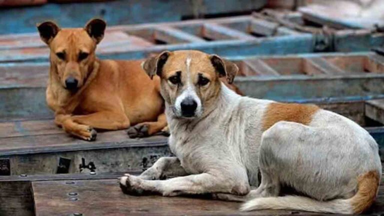 Stray dogs | భోపాల్లో వీధికుక్కల వీరంగం.. ఒక్కరోజే 40 మందిపై దాడి-Namasthe Telangana