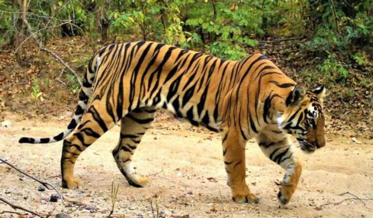 Concerns rise as Tiger K12 goes missing in Mancherial forest for over a week-Telangana Today
