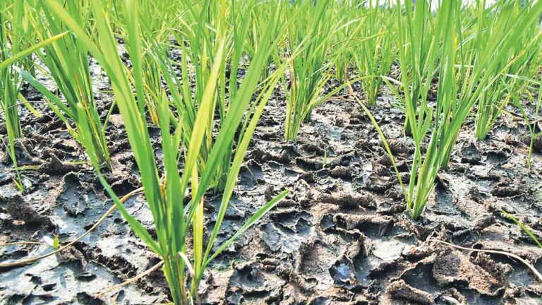 సాగుకు చేదోడు అందించాలి