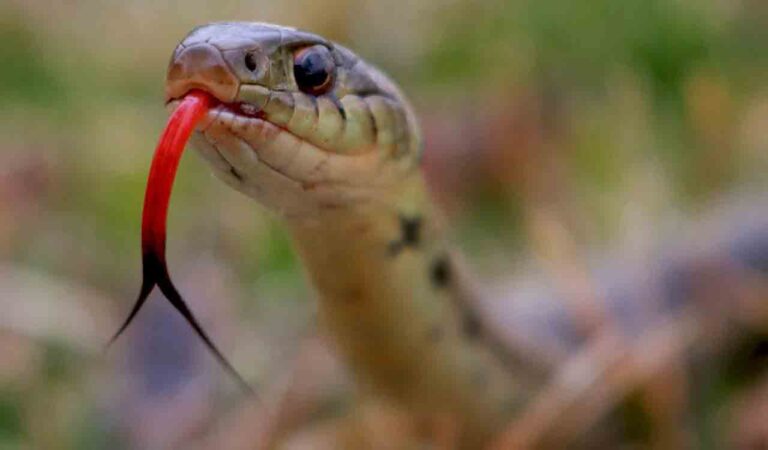 Girl dies of snake-bite in Mancherial-Telangana Today