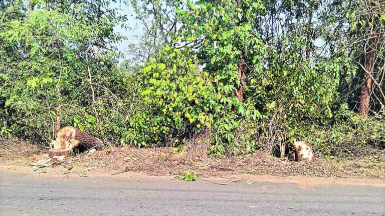 మేడారం దారిలో చెట్ల నరికివేత-Namasthe Telangana