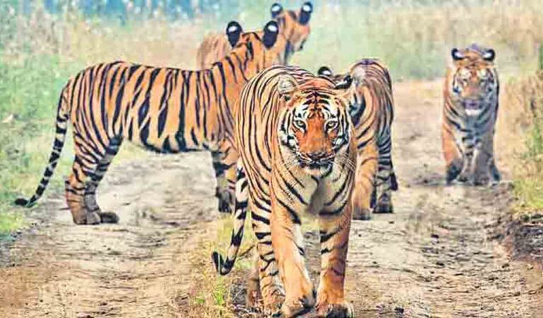 Amrabad Tiger Reserve plagued with staff and funds crunch-Telangana Today