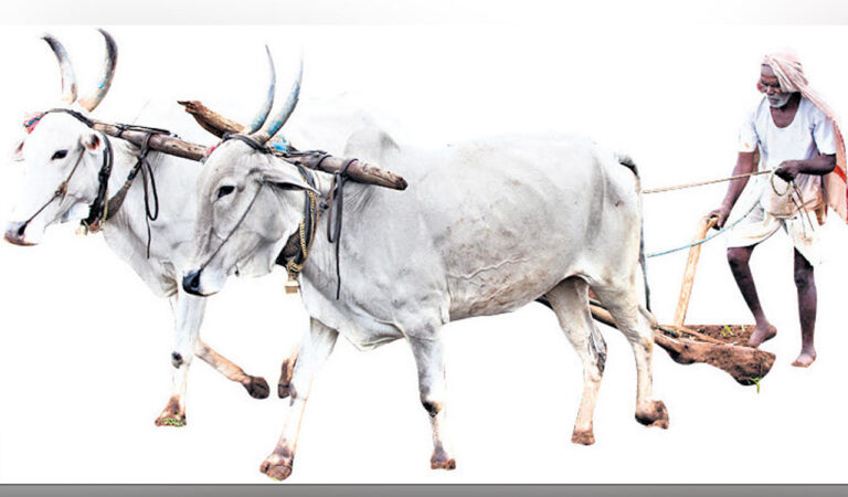 Agriculture gets a raw deal-Telangana Today