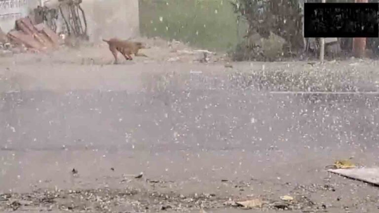 అక్కడ భారీగా వడగండ్ల వాన.. తీవ్రంగా పంట నష్టం.. Video-Namasthe Telangana