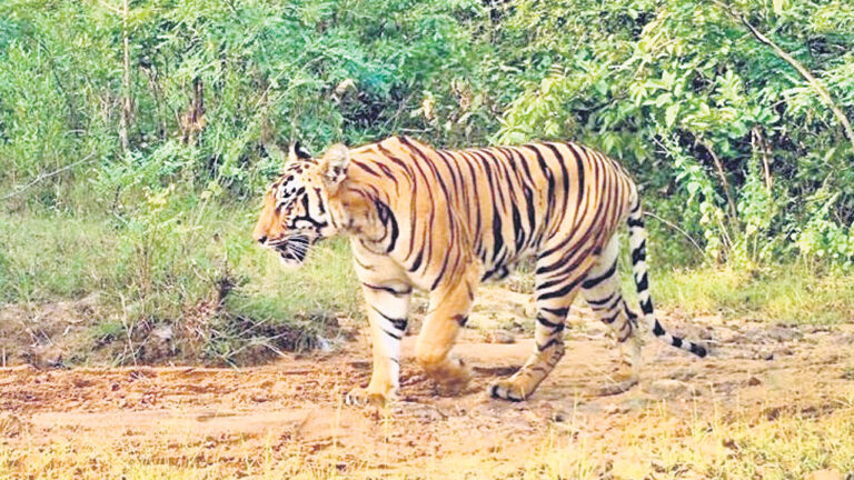 రామన్నపేట పట్టణలో పెద్దపులి కలకలం-Namasthe Telangana