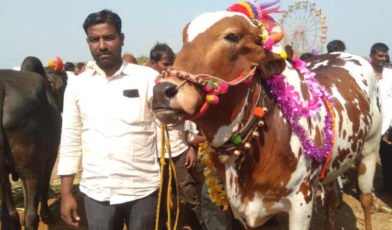 Farmer buys bull for Rs 1.65 lakh in Nyalkal cattle fair-Telangana Today