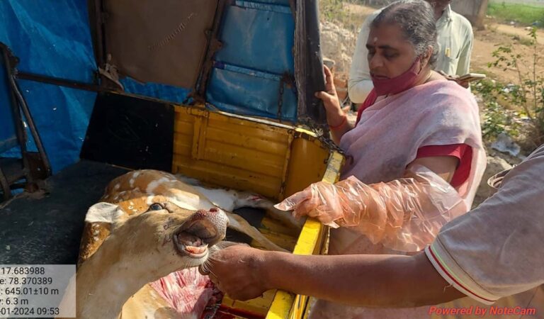 Man-wildlife conflict escalates in erswthile Medak-Telangana Today