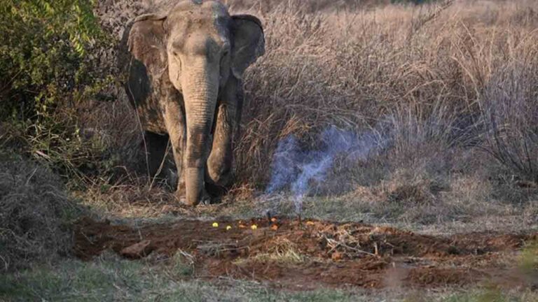 బిడ్డ సమాధి వద్ద.. బోరున విలపించిన ఏనుగు-Namasthe Telangana