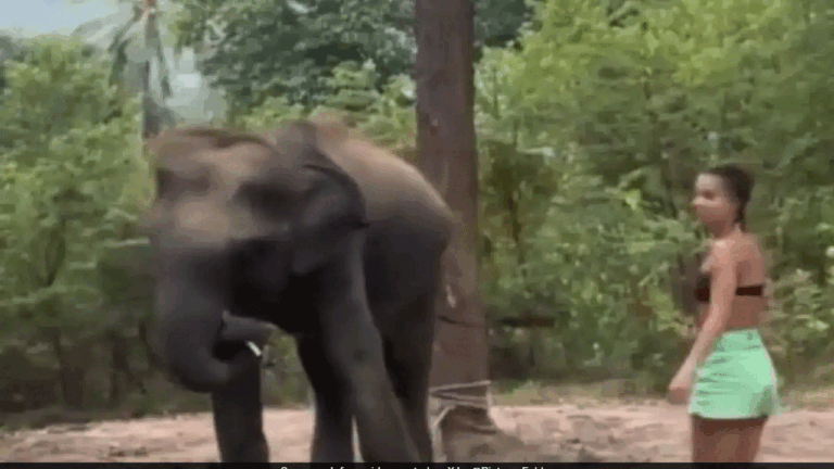 Viral Video | గజరాజుతో గేమ్స్ అవసరమా..? : దగ్గరగా వెళ్లిన మహిళను ఏనుగు ఏం చేసిందంటే..!-Namasthe Telangana