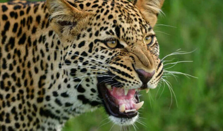 Leopard sighted close to human habitations in Medak-Telangana Today