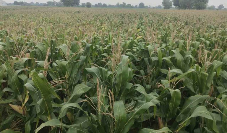 Separate, agriculture budget 2024-25 presented in Tamil Nadu Assembly-Telangana Today