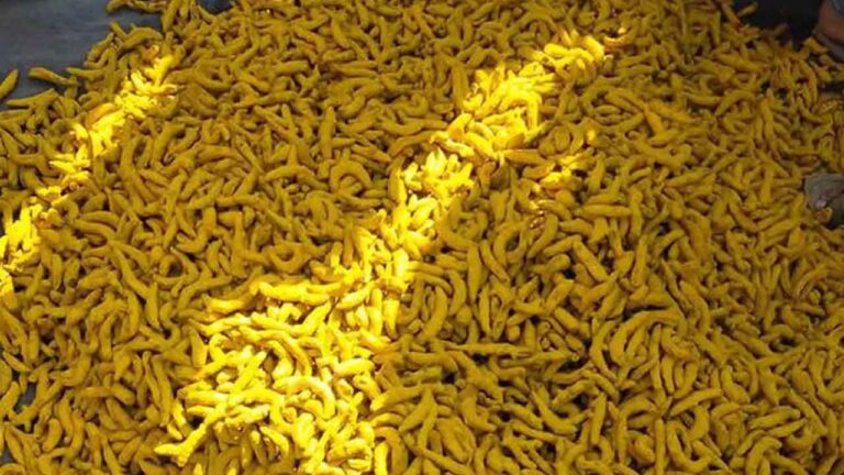 పసుపు @ 13,555