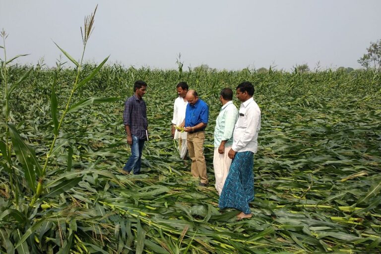 Hailstorm damages crops in Nizamabad, Sircilla dists-Telangana Today